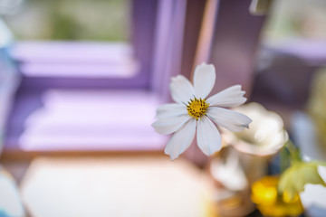 Obraz na płótnie Canvas White cosmos flowers in vase. Selective focus with shallow depth of field.
