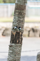 Fototapeta premium Googly eyes on an angry tree.