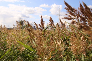 grass and blue sky