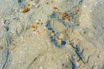 Sand on a beach containing crushed shells and mussles.