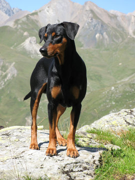 German Pinscher