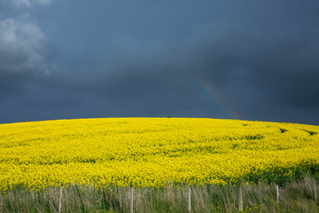 Canola Fields Under Stormy Sky