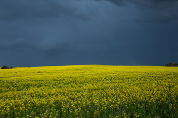 Obraz premium Canola Fields Under Stormy Sky