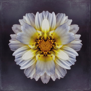 white flower, heart-shaped