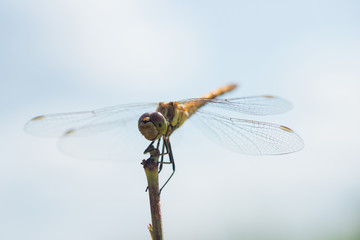 Macro photo of a dragonfly sitting on a blade of grass