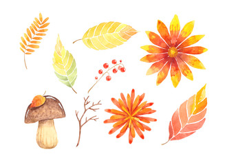 autumn watercolor pictures set plant