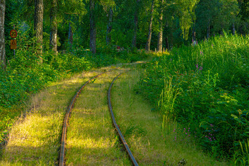 Obraz premium Old railway tracks going through a green forest.