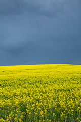 Obraz premium Canola Fields Under Stormy Sky