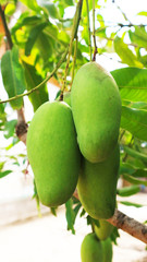Green ripe mango on a tree in a garden in Thailand. Choose Focus.