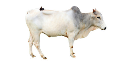 Cows on a white background 