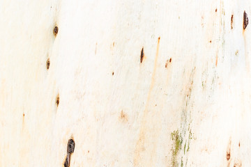 the trunk of eucalyptus without bark.