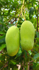 Green ripe mango on a tree in a garden in Thailand. Choose Focus.