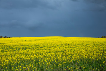 Fototapeta premium Canola Fields Under Stormy Sky