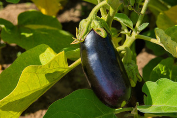 Ripe purple eggplant growing in a greenhouse. Ripe eggplant closeup. Soft selective focus.