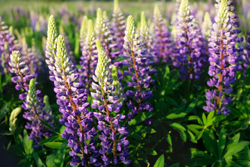 Lupinus field with pink purple and blue flowers. meadow of lupins