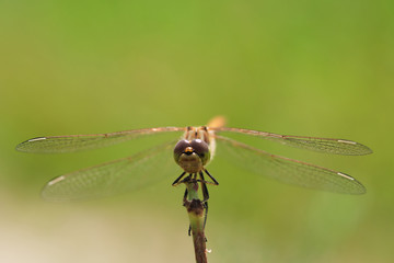 Macro photo of a dragonfly sitting on a blade of grass