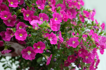 Full frame of pink petunia flowers. lilac petunia in a pot