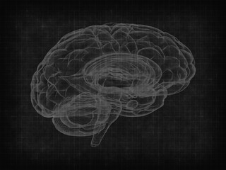 human brain on black chalkboard background