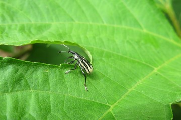 Curculionidae weevil beetle on a leaf