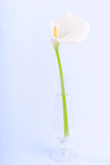 Arum flower against white background