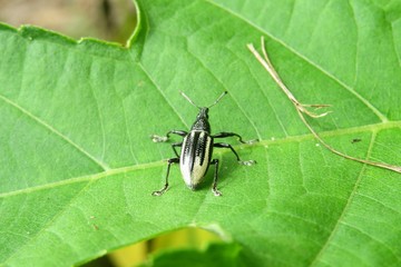 Tropical weevil beetle on a leaf in Florida nature, closeup