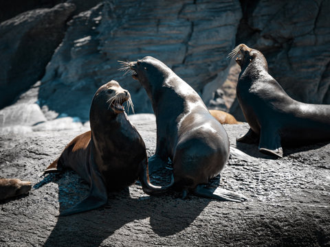 California sea lions on the rocks of Isla Coronado