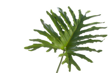 Delicious monster, hurricane plant, swiss cheese plant isolated against white background