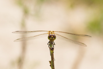 Macro photo of a dragonfly sitting on a blade of grass