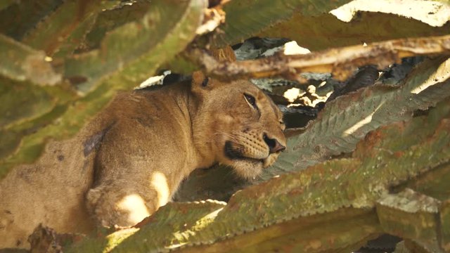 Lion lying in tree in Queen Elizabeth Naional Park, Uganda