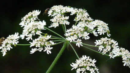 weisse Blume mit Biene und Fliege isoliert