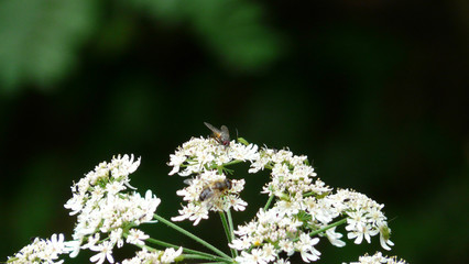 weisse Blume mit Biene und Fliege isoliert