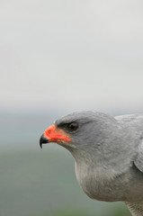 Pale Chanting Goshawk