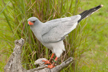 Pale Chanting Goshawk, South Africa