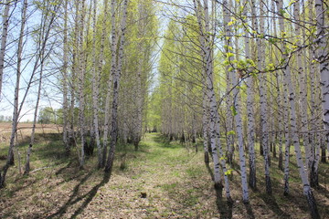 Trees