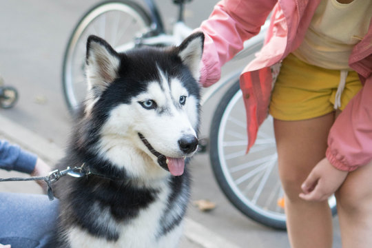 Cropped image of two children petting husky dog outdoors. Dog and child communication. Children in an urban environment with dog.