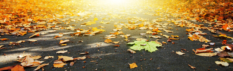 Macro shot on a colorful maple leaves on gray asphalt .