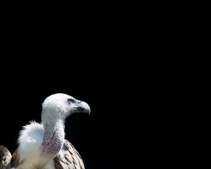 vulture