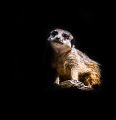 Fototapeta premium meerkat