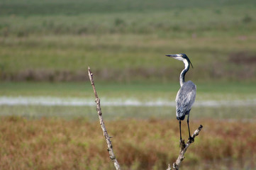 great blue heron