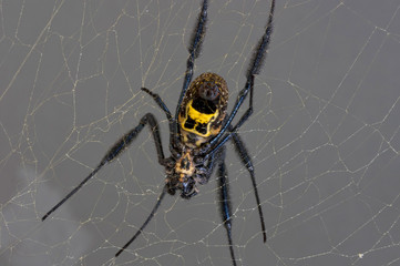 Golden Orb Spider on a web
