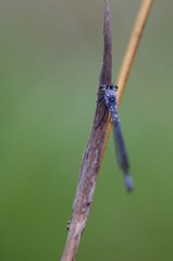 damsel fly on a leaf south africa