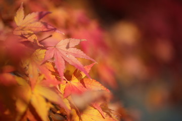 紅葉
