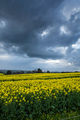 Obraz premium Canola Fields Under Stormy Sky