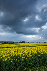 Canola Fields Under Stormy Sky