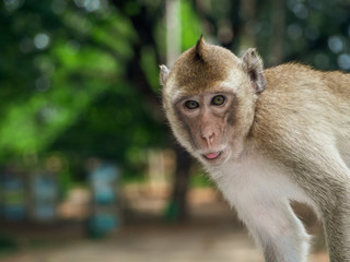 the young of monkey face - Macaques