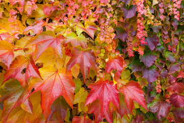 Herbst Blätter Blatt, Bunt Hintergrund