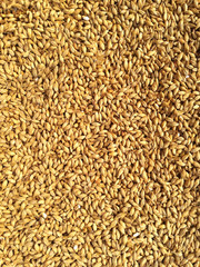 Barley seeds in the sunlight, abstract background