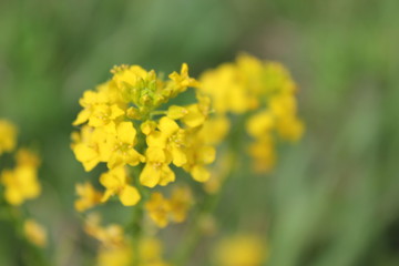 Nature