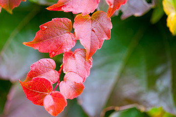Herbst Blätter Blatt, Bunt Hintergrund