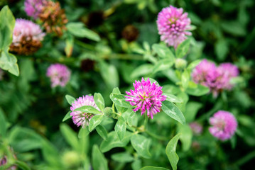Red clover growing in field.